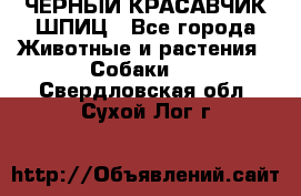 ЧЕРНЫЙ КРАСАВЧИК ШПИЦ - Все города Животные и растения » Собаки   . Свердловская обл.,Сухой Лог г.